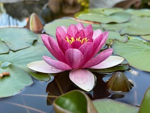 Gite 3 "Le Canal De Baza" Aux Magnolias Обена Екстер'єр фото