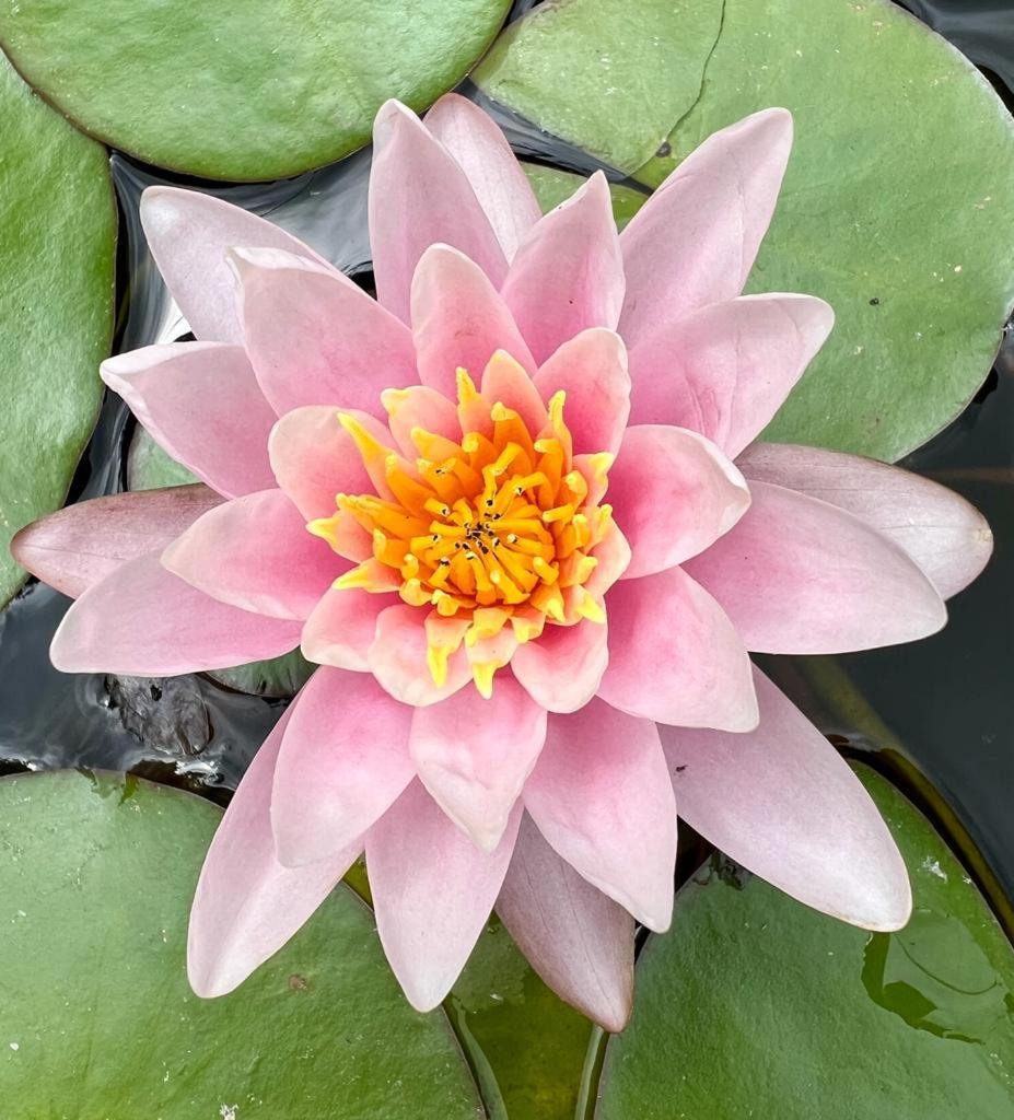 Gite 3 "Le Canal De Baza" Aux Magnolias Обена Екстер'єр фото